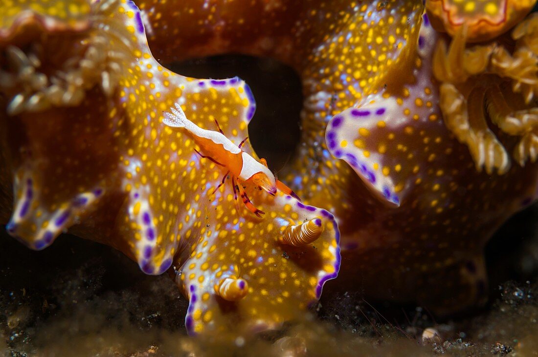 Nudibranch and cleaner shrimp, Indonesia