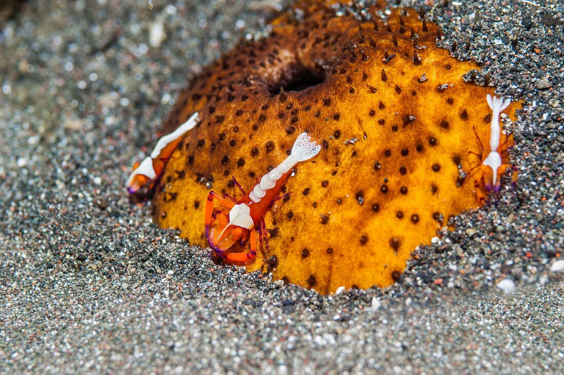 Cleaner shrimp on sea cucumber, Indonesia