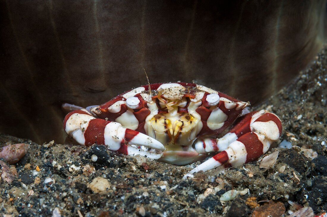 Harlequin swimmer crab on a reef, Indonesia