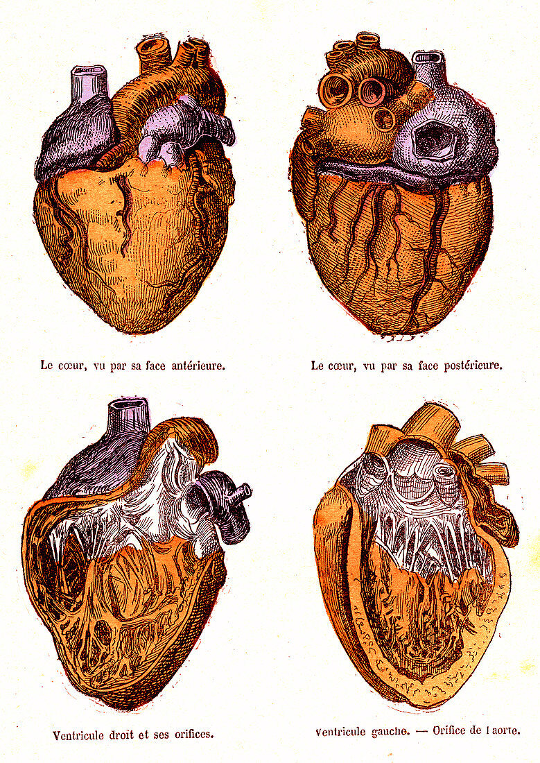 Human heart anatomy, 19th Century illustration