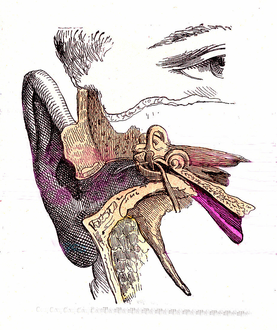 Human auditory system, 19th Century illustration