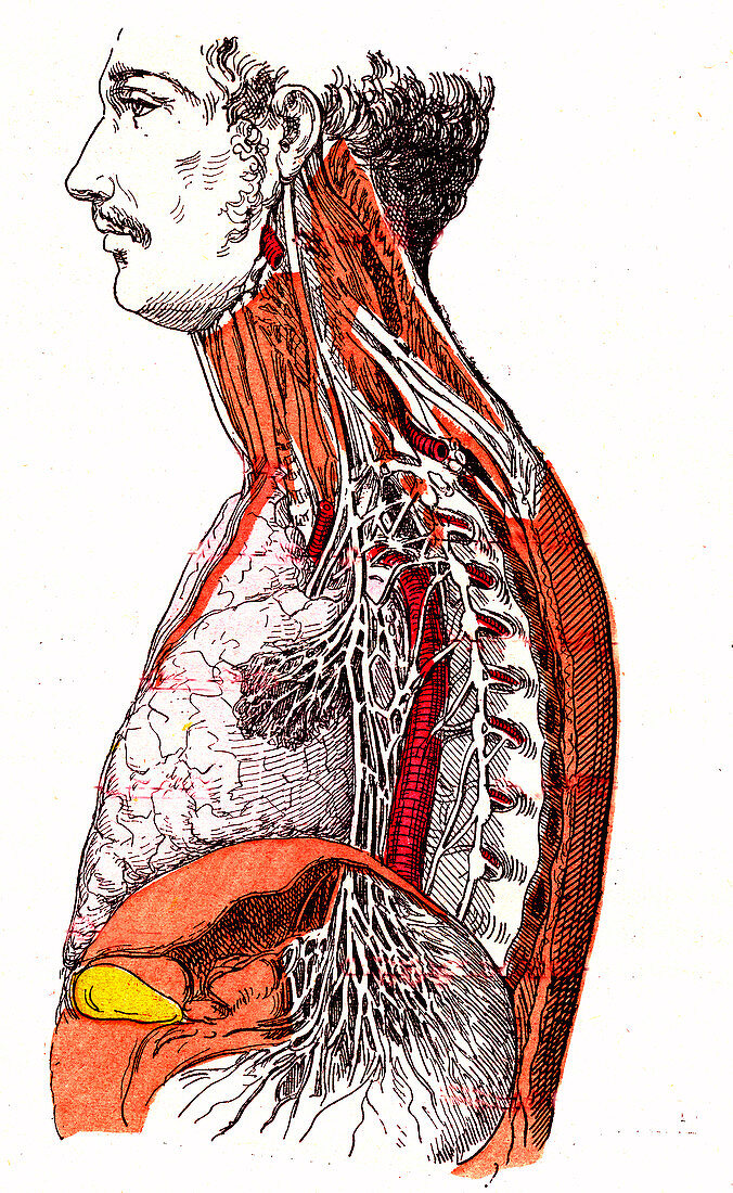 Sympathetic nervous system, 19th Century illustration