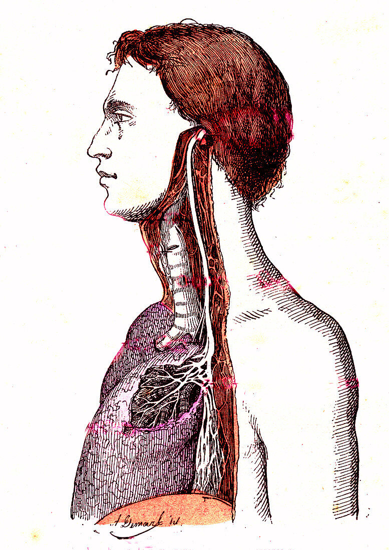 Human respiratory system, 19th Century illustration
