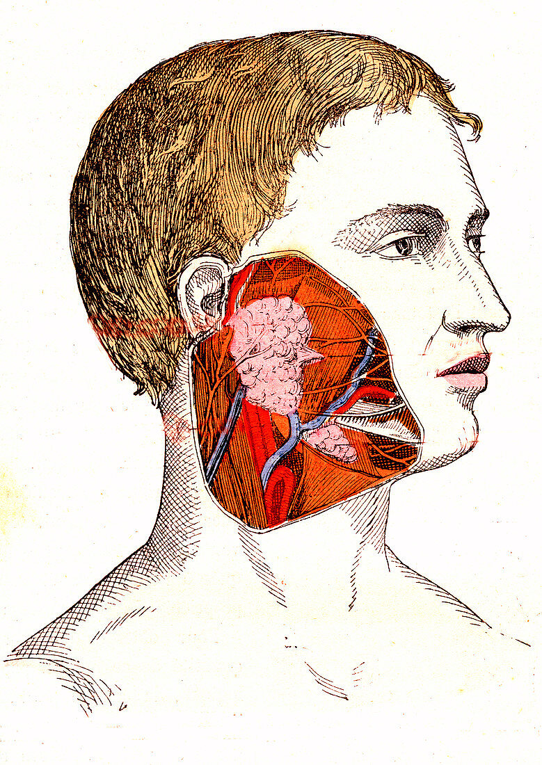 Salivary glands, 19th Century illustration