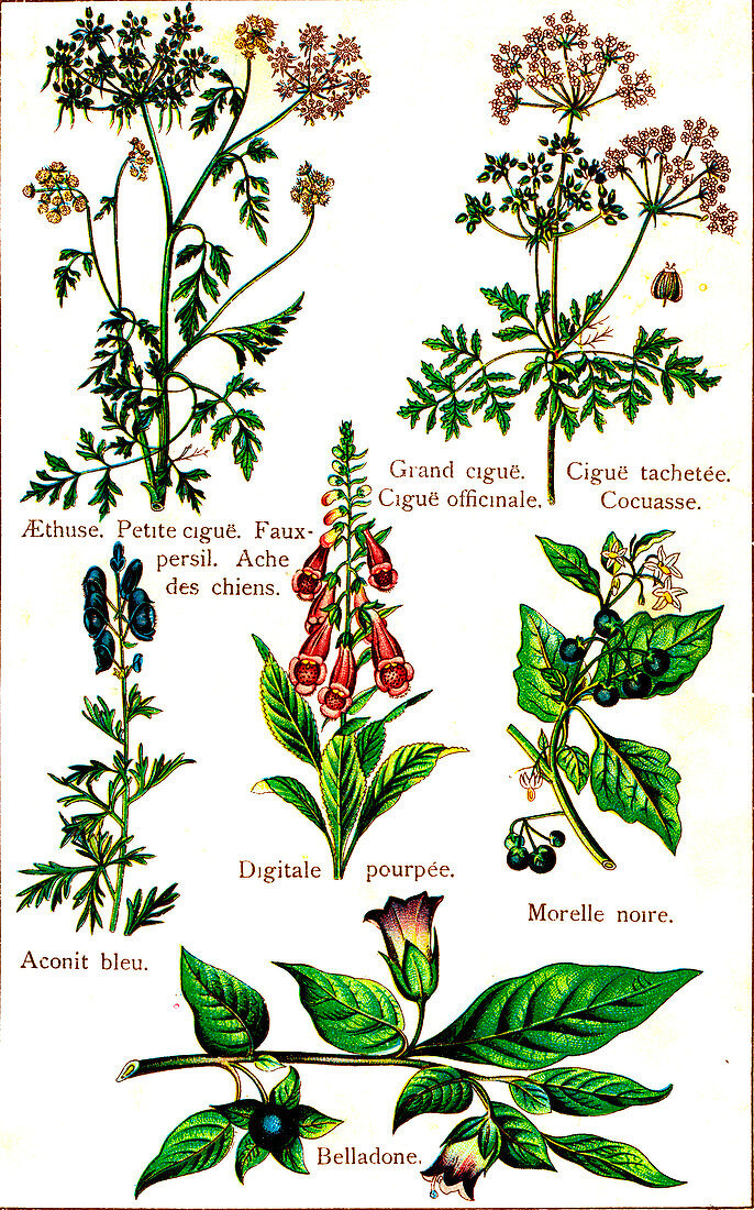 Poisonous plants, 19th Century illustration