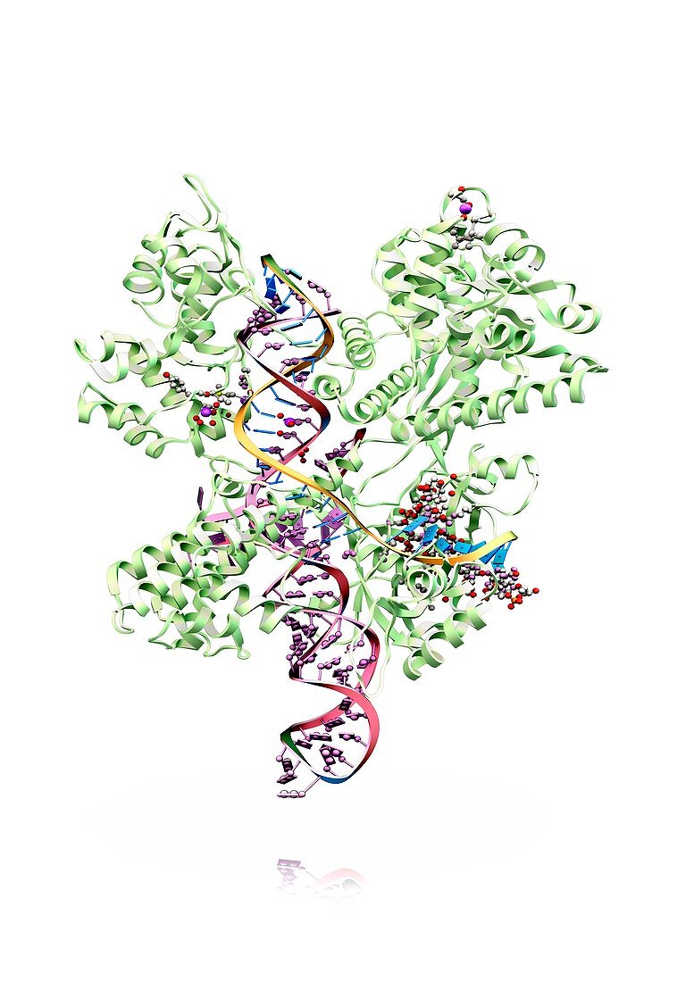 CRISPR-Cas9 gene editing complex, artwork