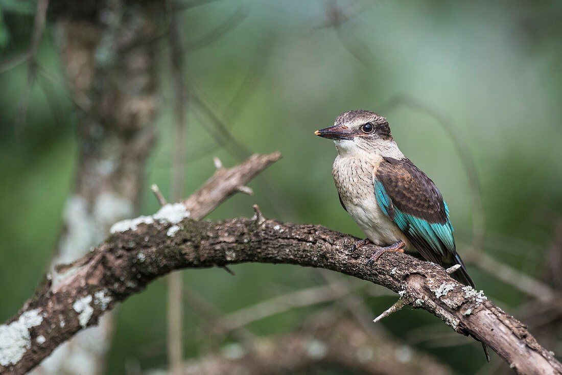 Juvenile brown hooded kingfisher