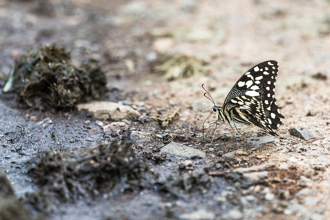 Citrus swallowtail drinking rhino dung