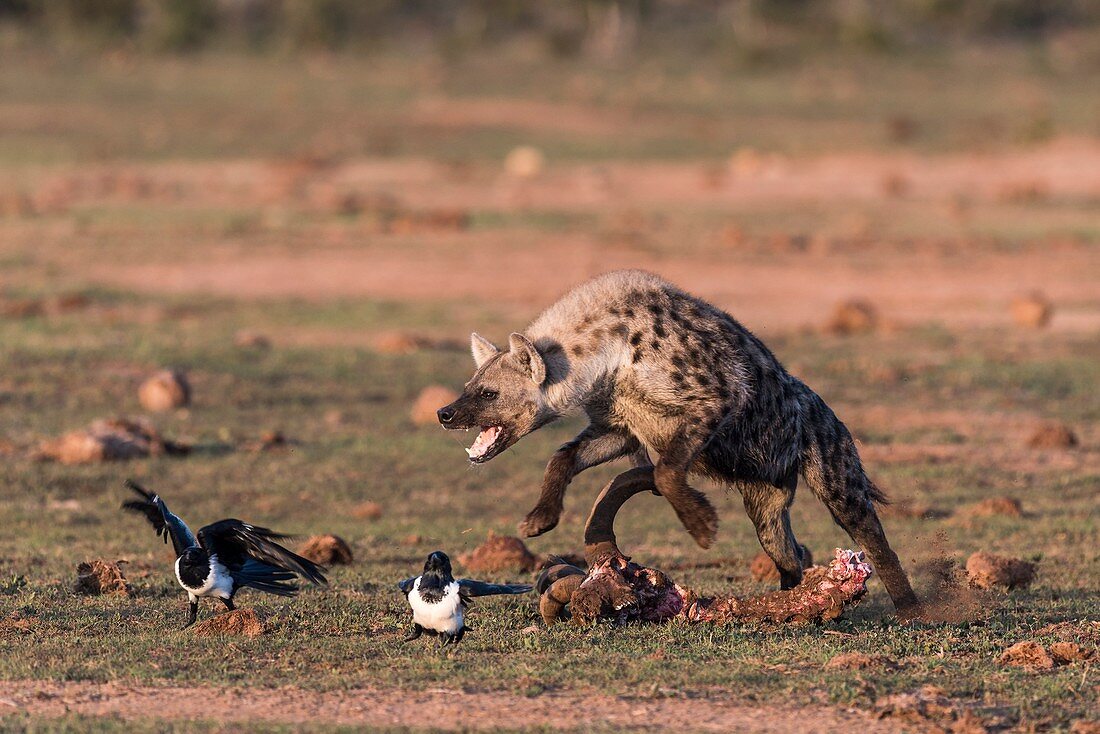 Spotted hyena chasing pied crows