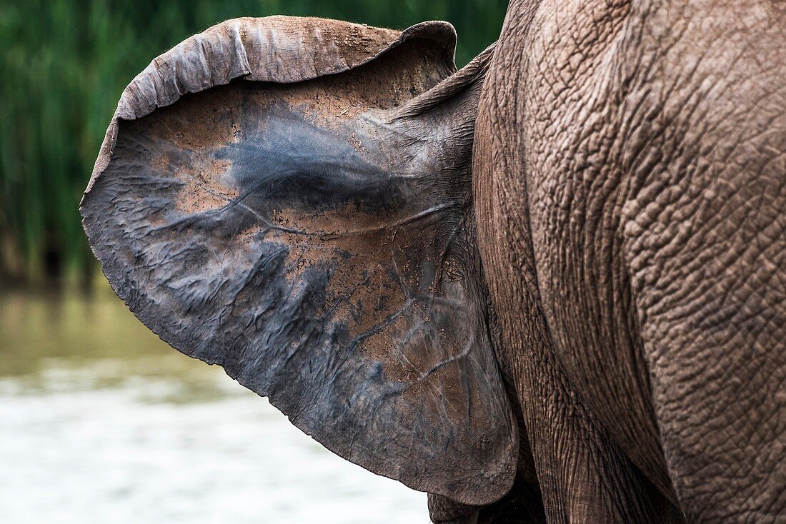 African elephant ear