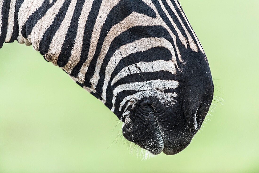 Burchell's zebra mouth