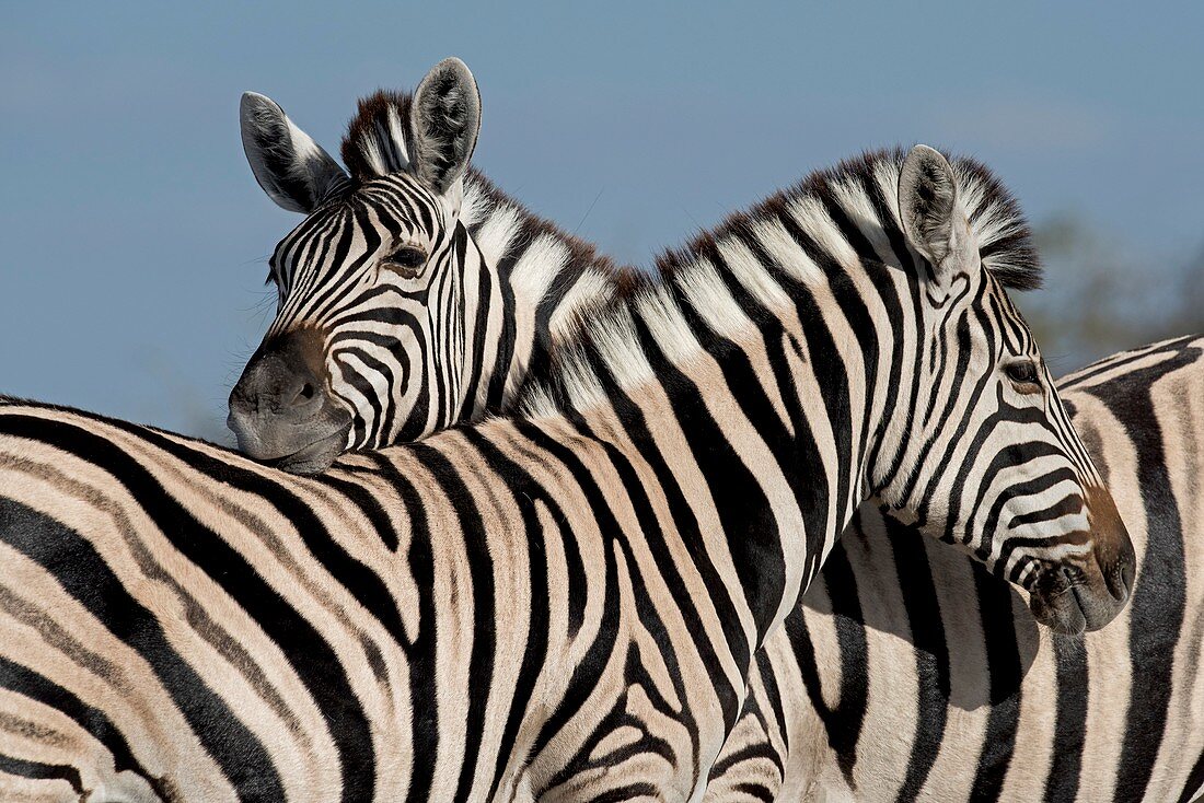 Zebras socializing
