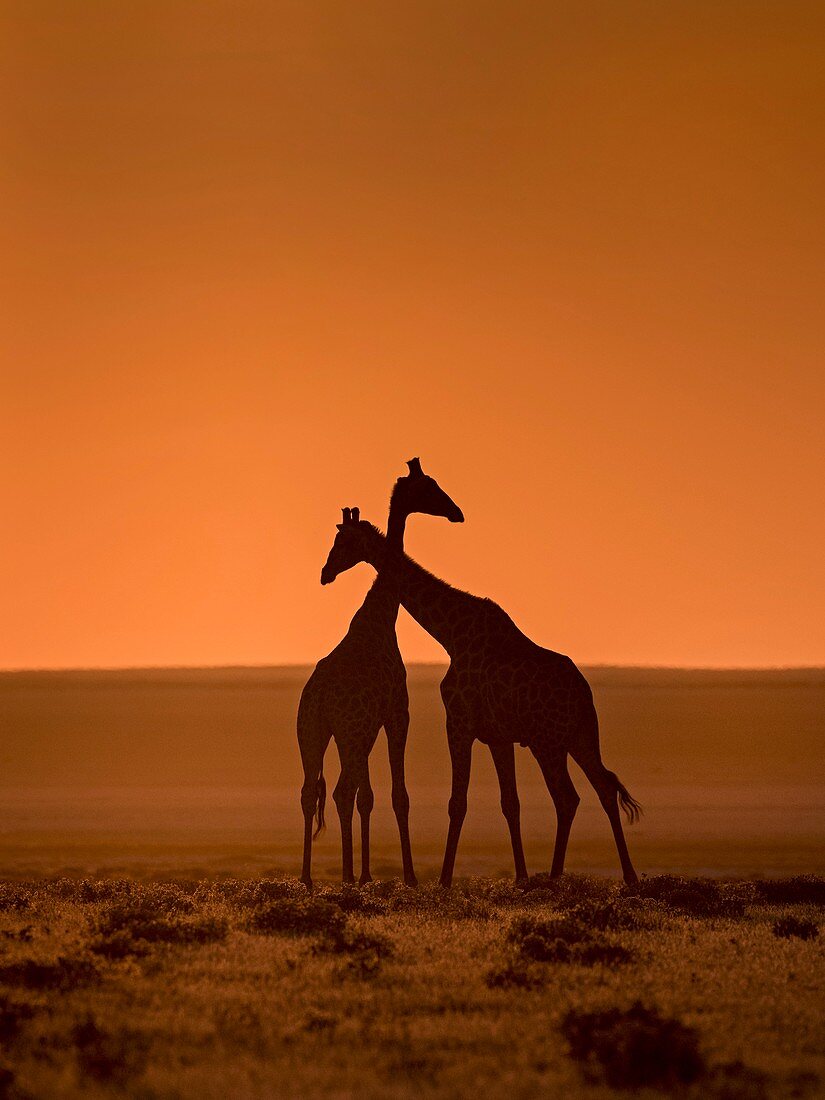 Giraffes at sunset