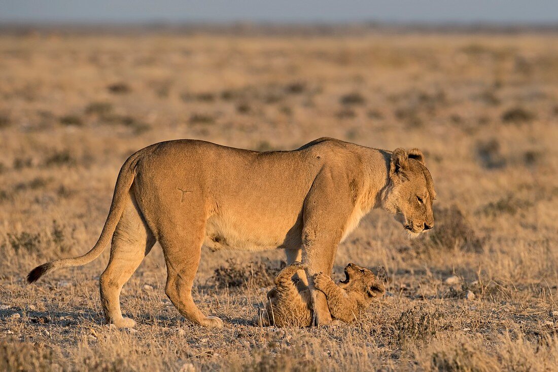 Lioness with playful cub