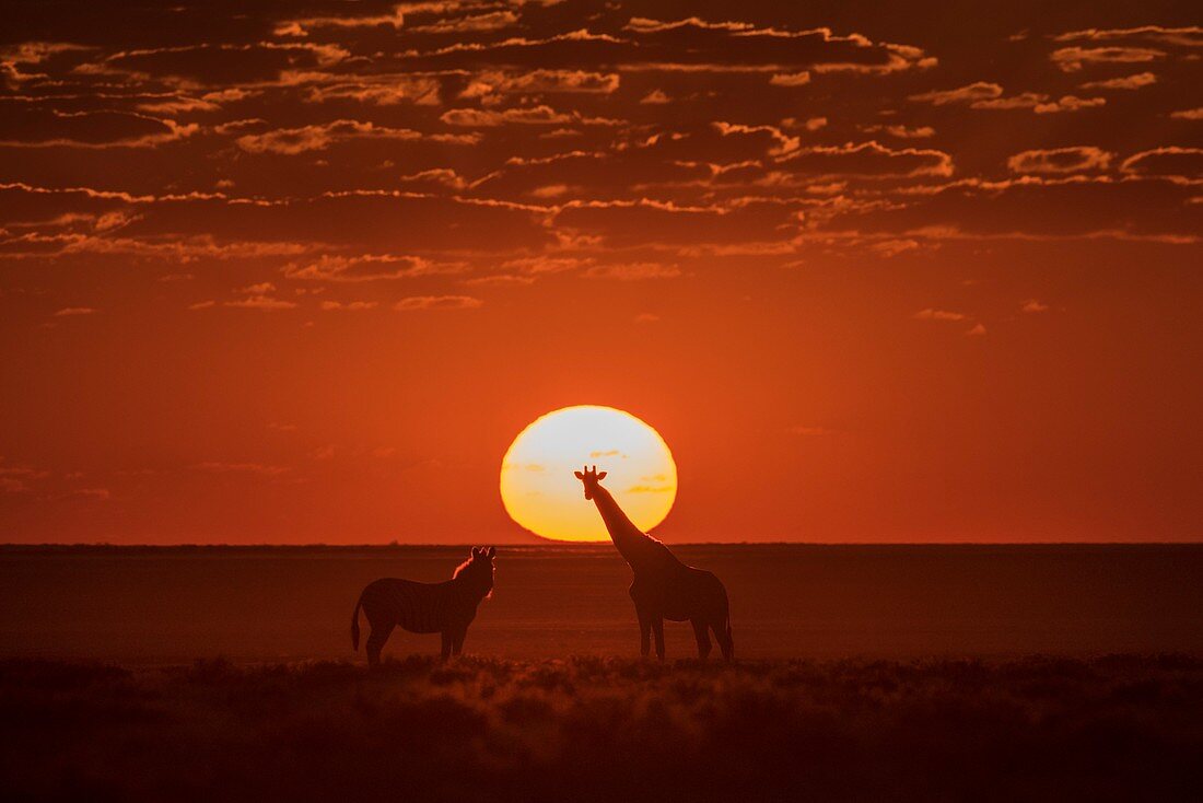 Giraffe and Burchell's Zebra at sunset