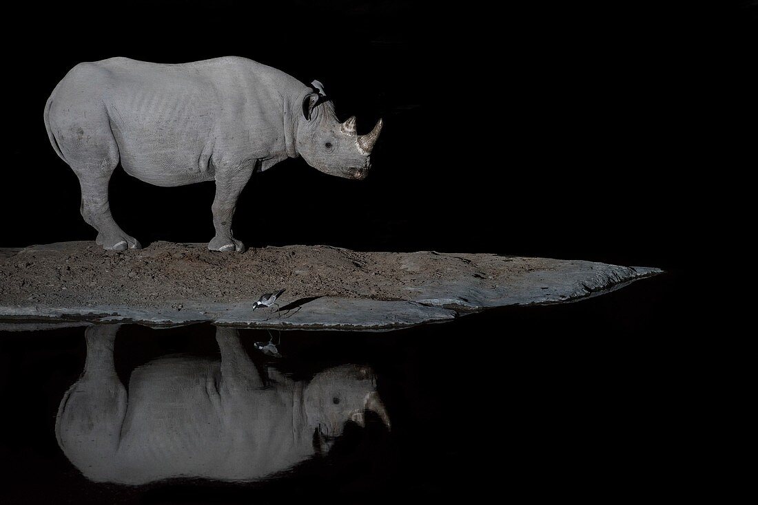 Black Rhinoceros at night