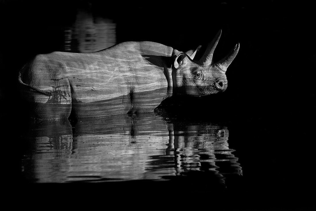 Black Rhinoceros at night