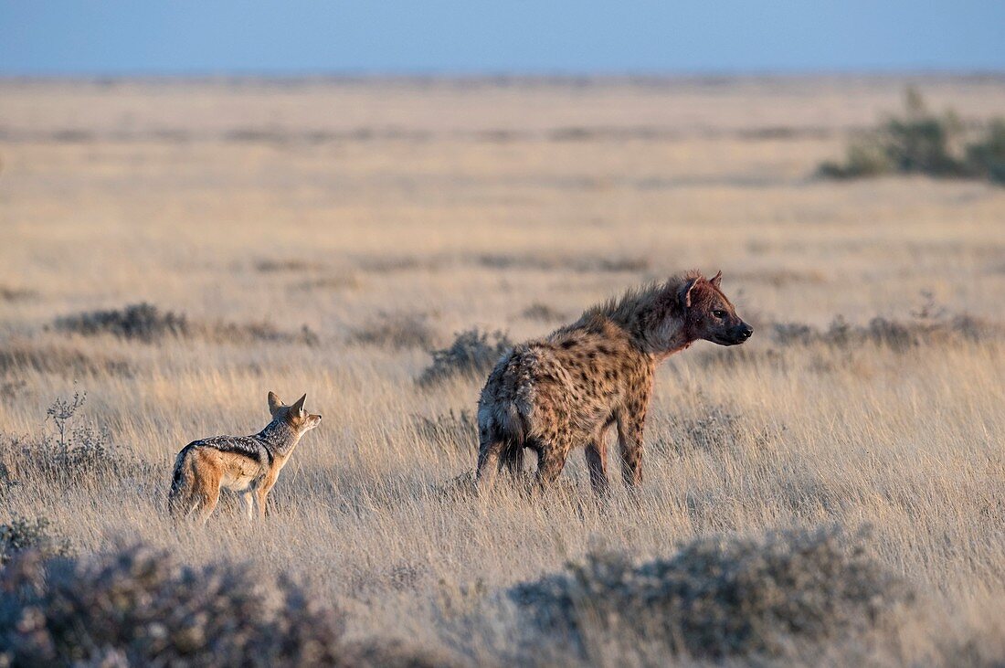 Black-backed Jackal with Spotted Hyena
