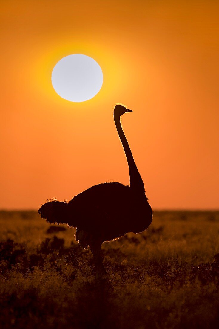 Southern Ostrich at Sunrise