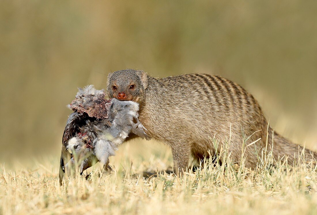 Banded mongoose with turtle dove carcass