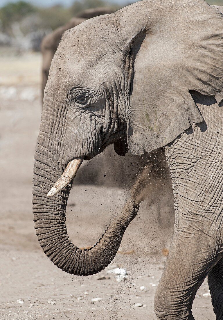 African Elephant at a mineral lick