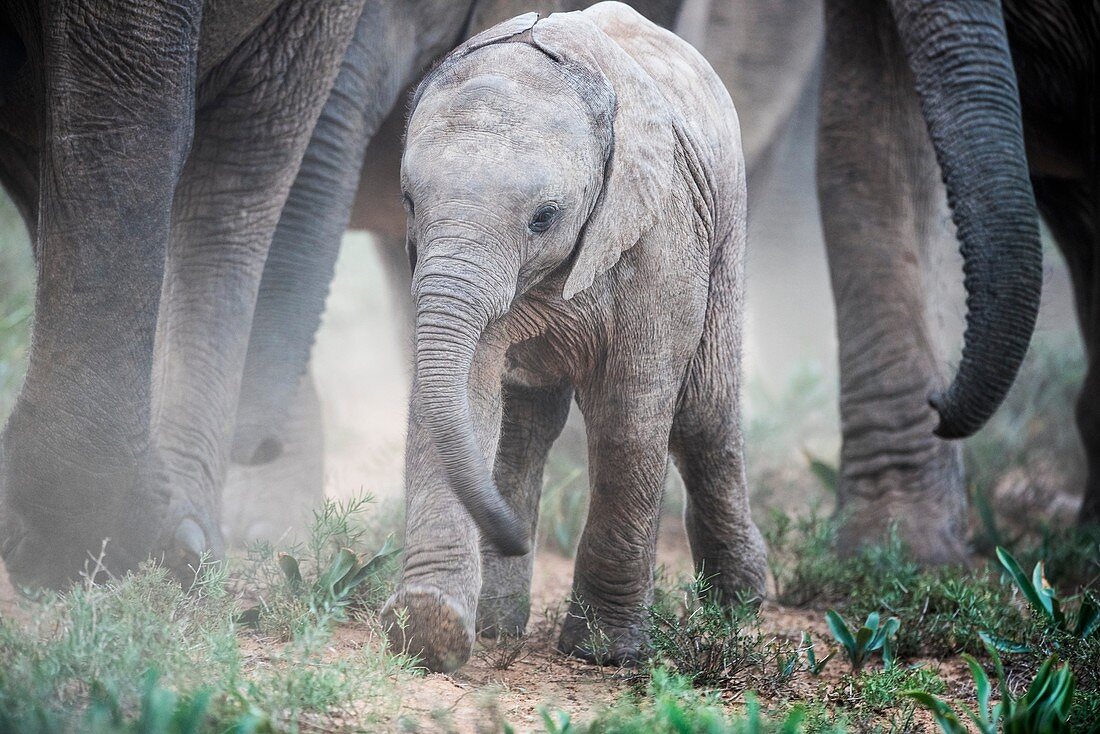 African elephant calf