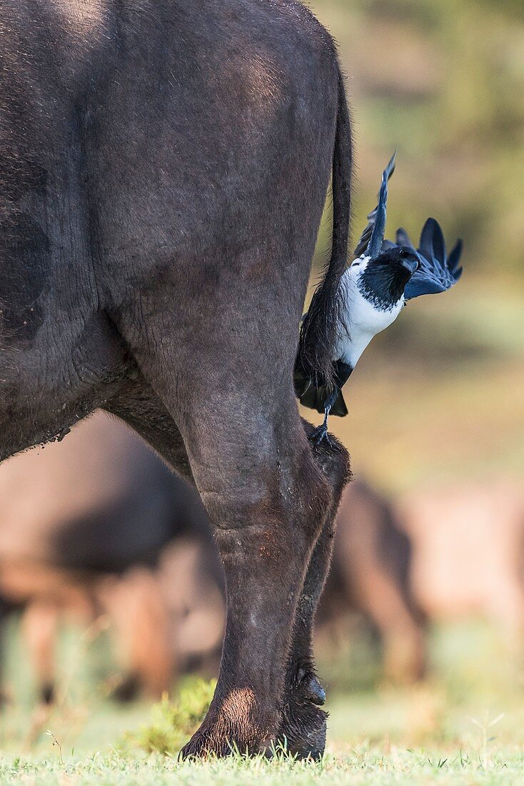 Pied crows feeding on buffalo parasites