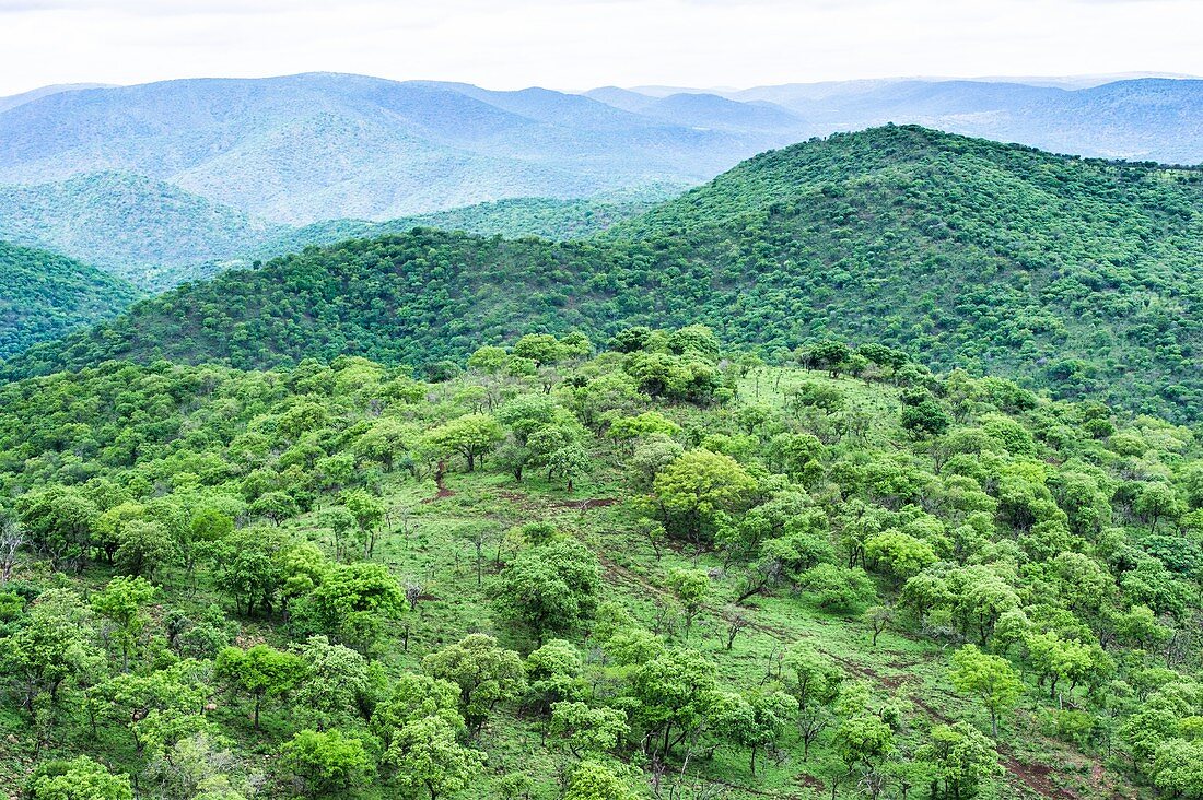 Aerial views of bushveld savanna