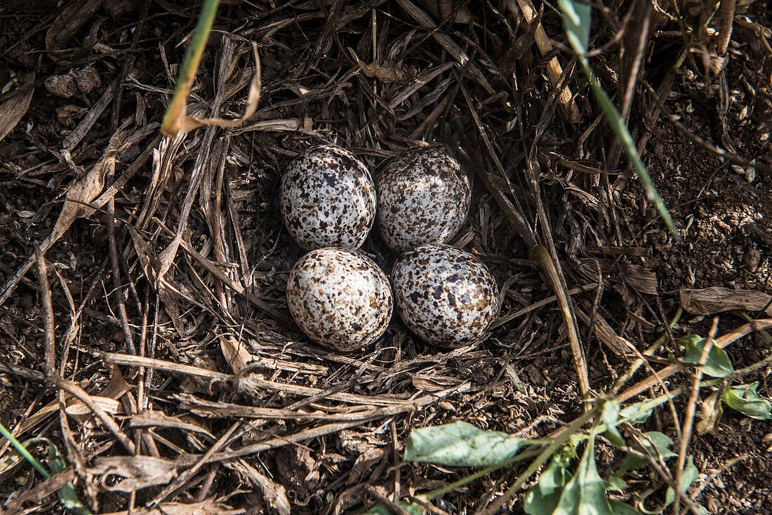 African quail nest and eggs