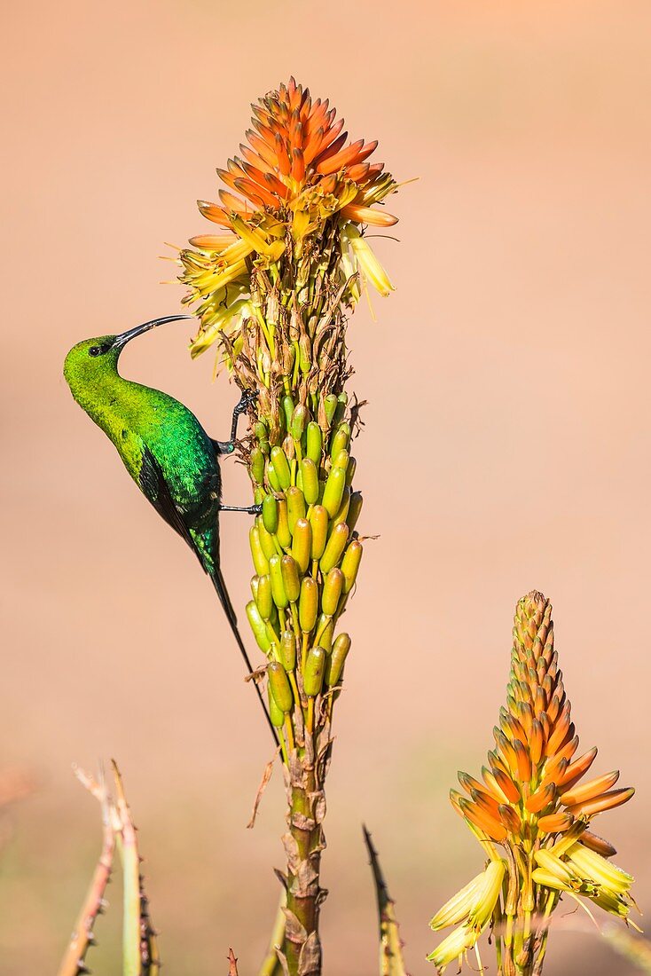 Male malachite sunbird feeding on nectar
