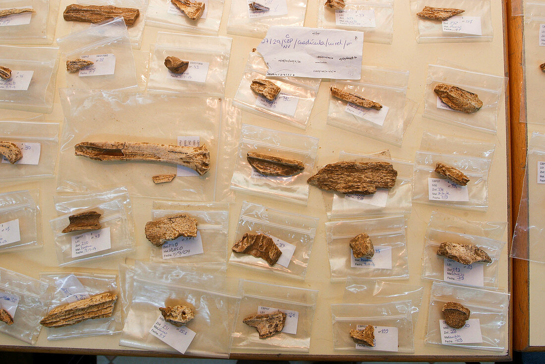 Cataloguing of Neanderthal fossils