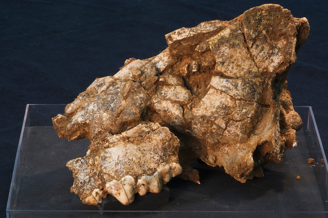 Hyena skull fossil