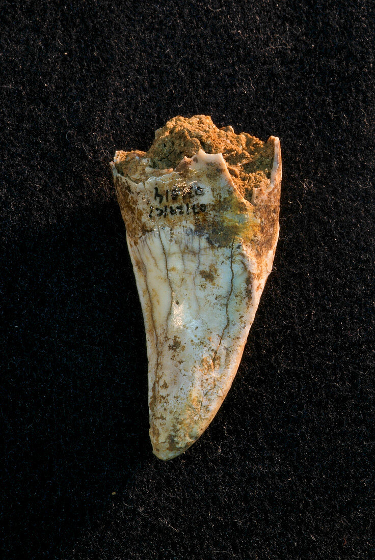 Hyena tooth fossil