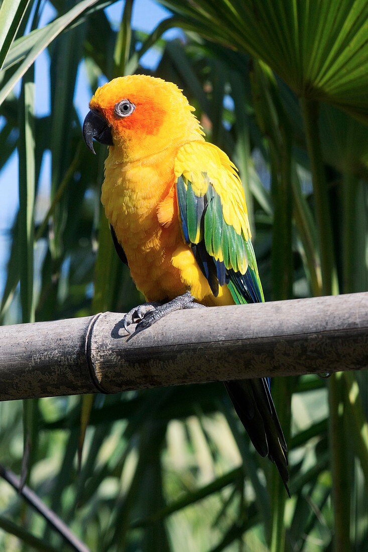 Sun parakeet perched on bamboo