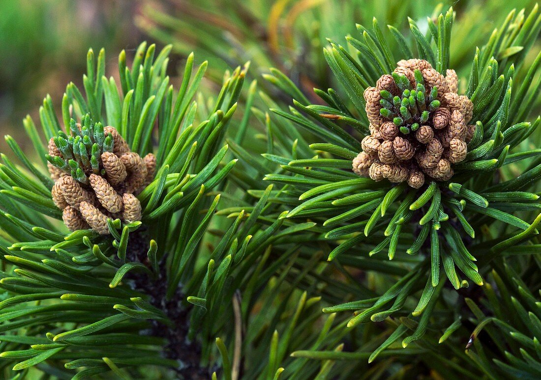 Dwarf mountain pine tree (Pinus mugo 'Corley's Mat')