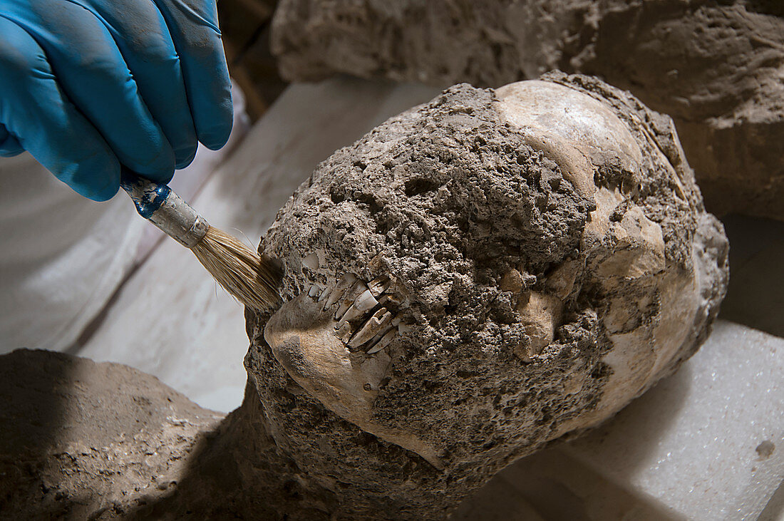 Skull of a victim of the Pompeii eruption