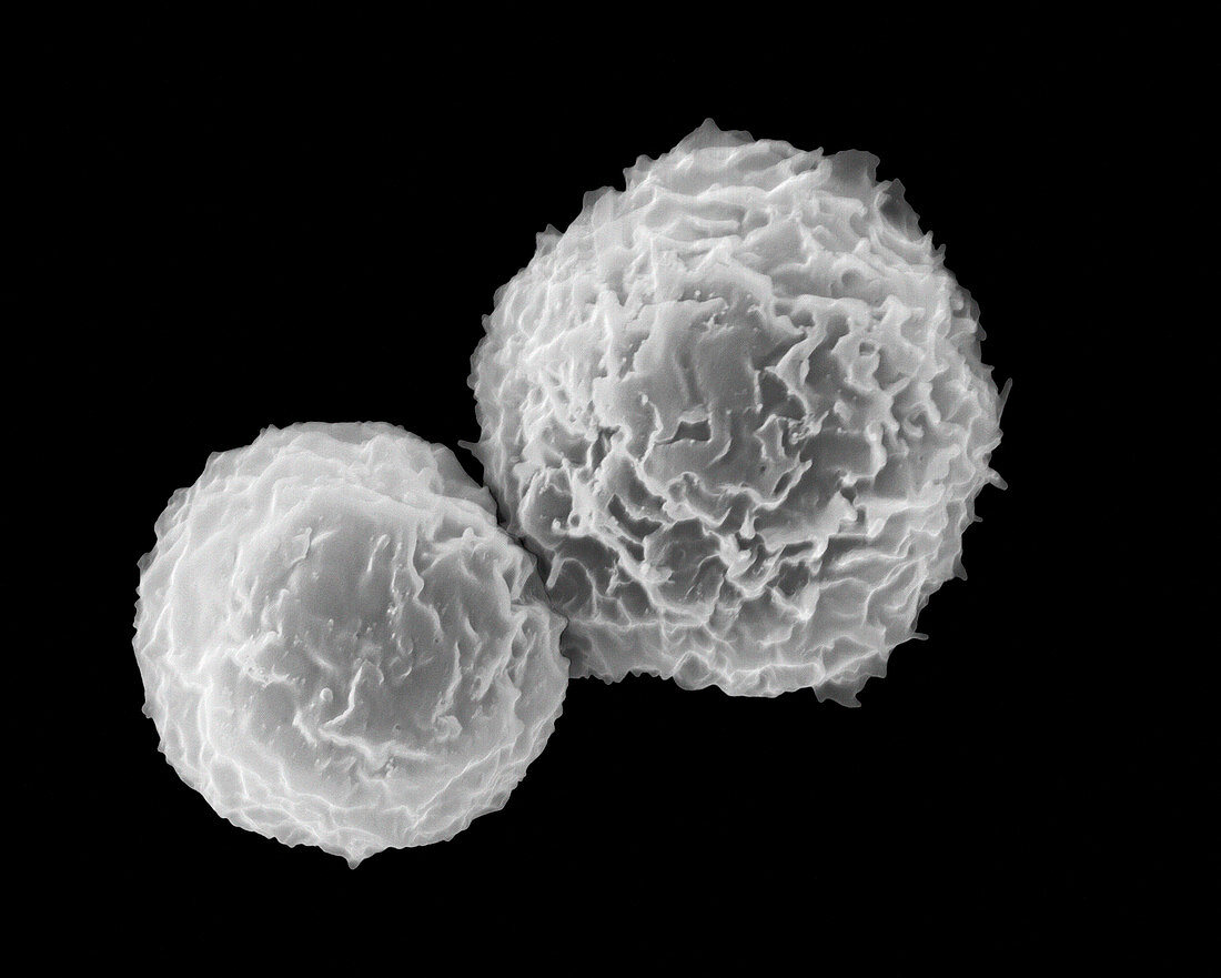 Helper T cell and B cell, SEM