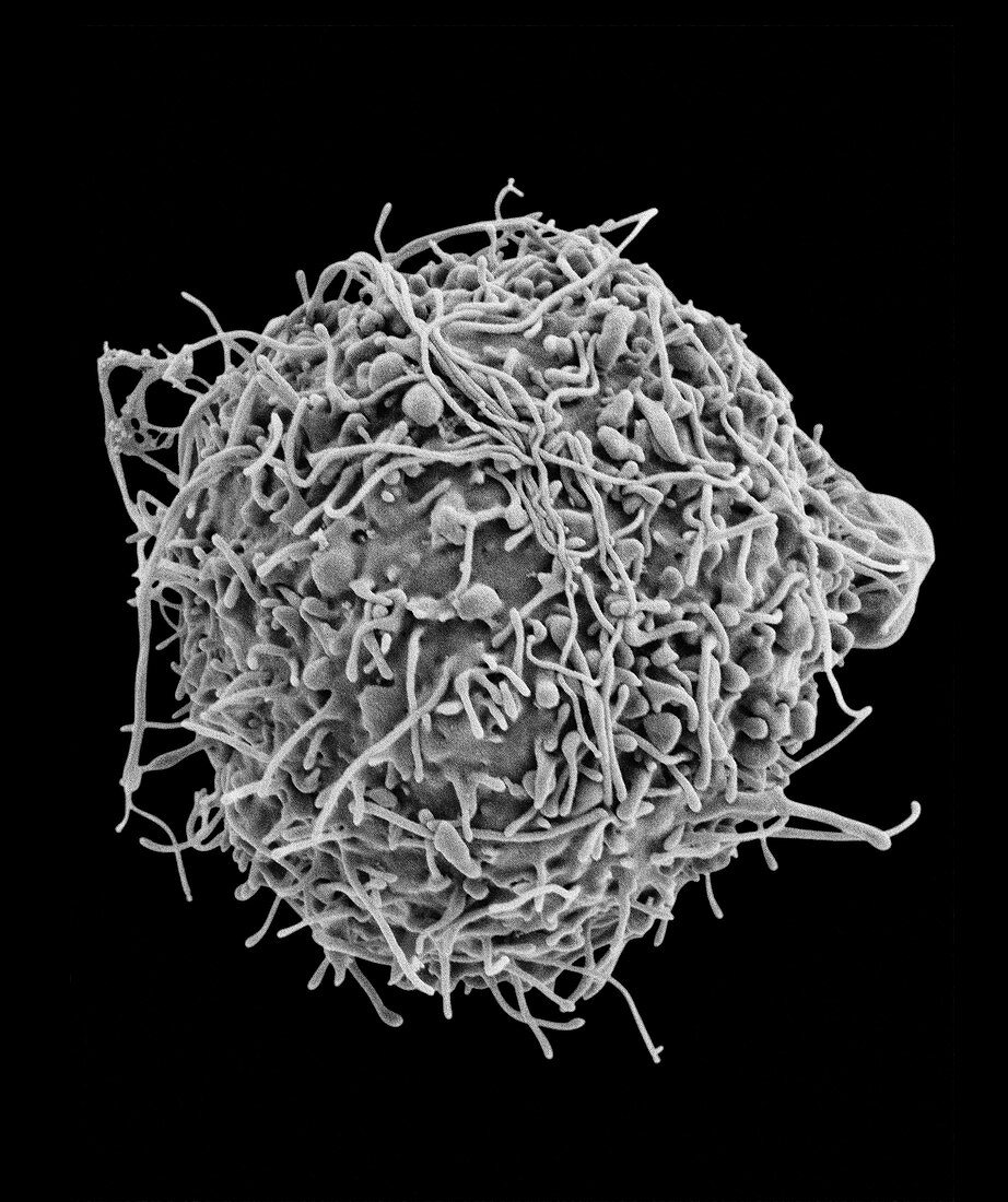 Chinese hamster ovary cell, SEM