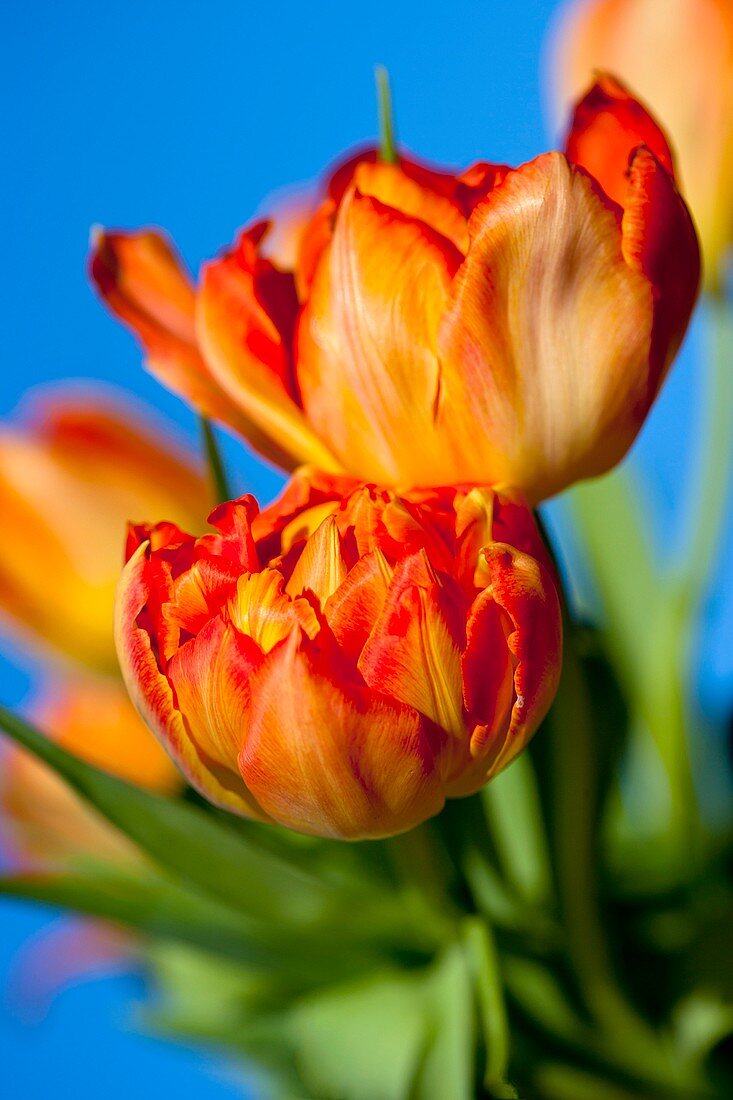 Tulipa 'Orange Princess' flowers