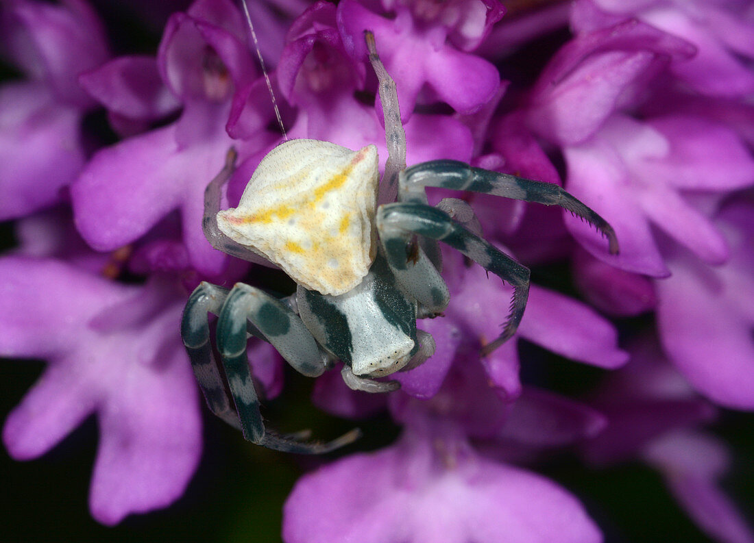 Crab spider