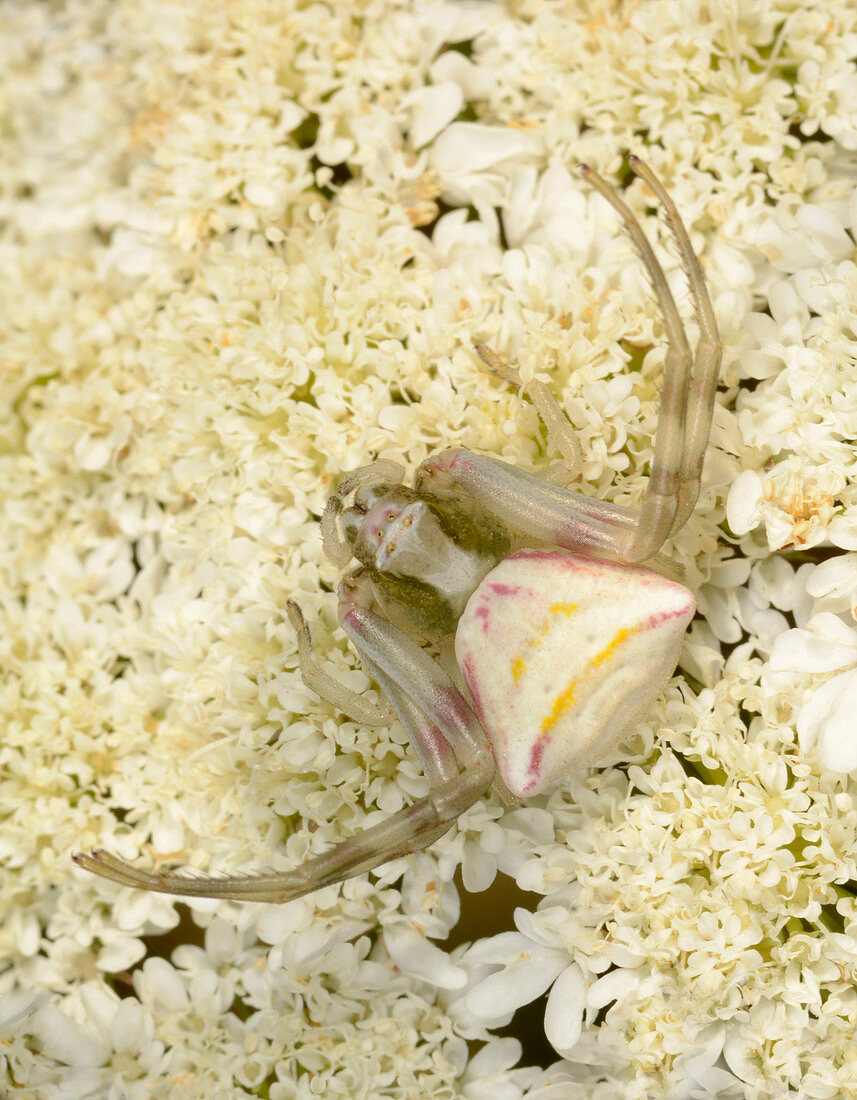 Crab spider