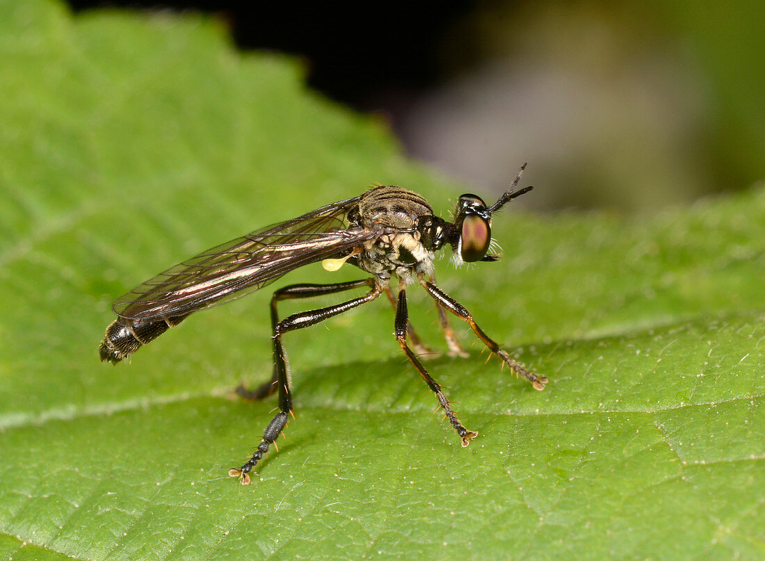 Stripe-legged robberfly