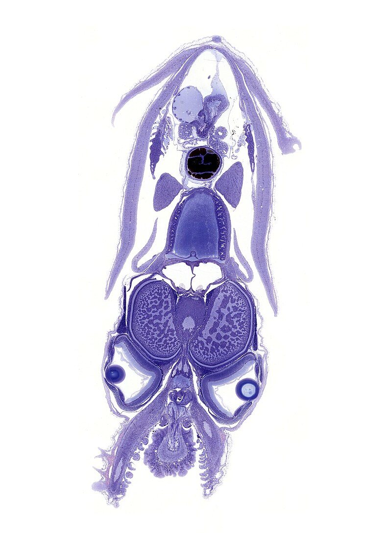 Squid embryo, light micrograph