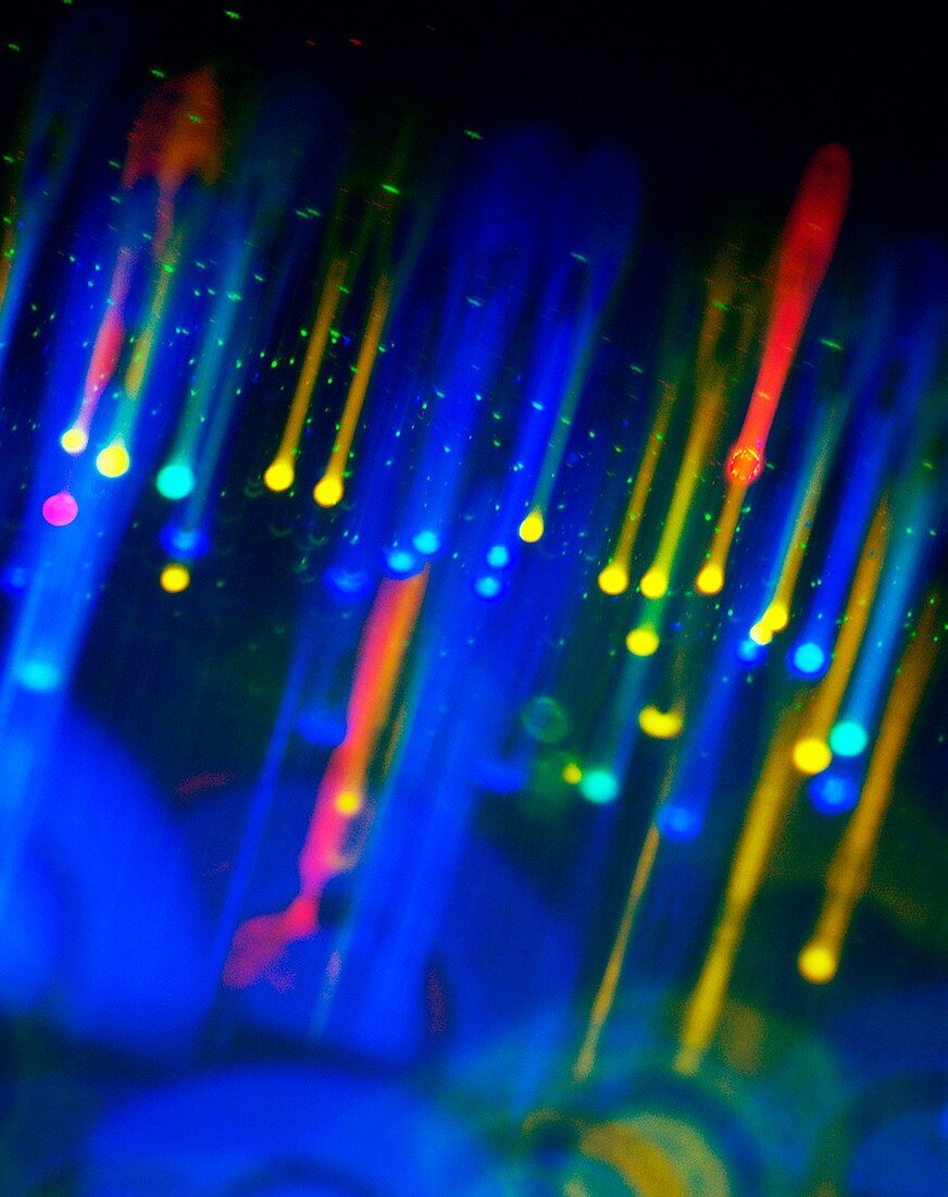 Microsphere beads, fluorescent light micrograph