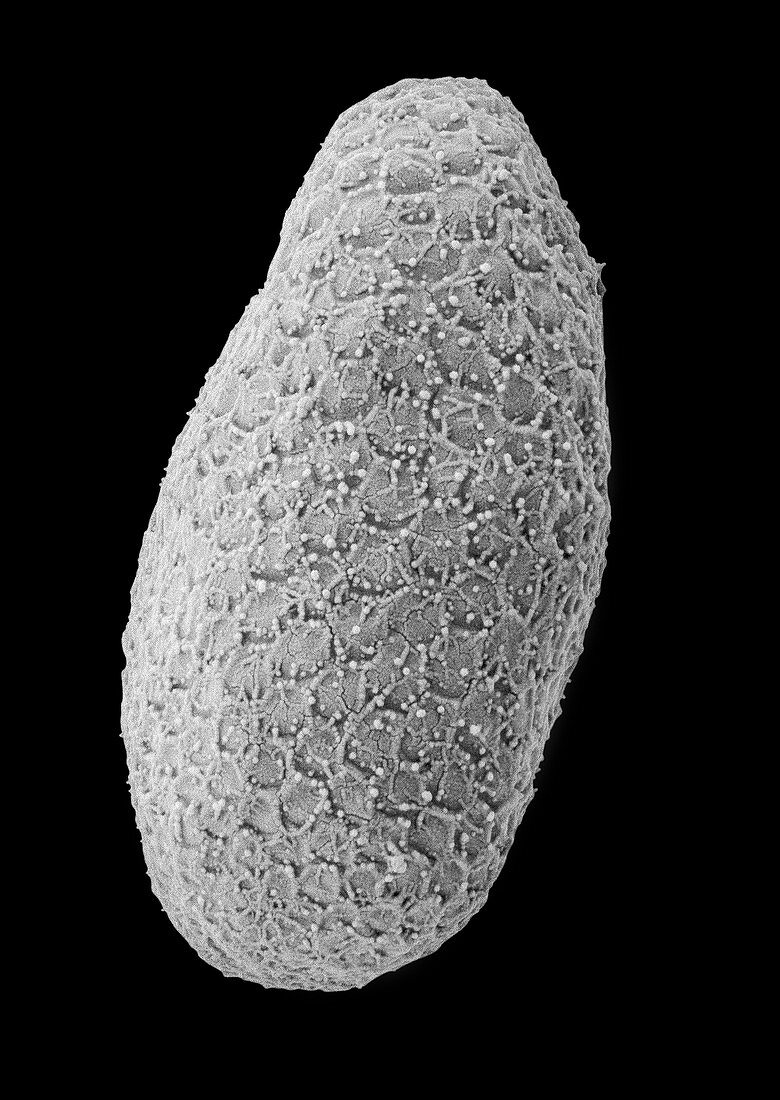 Pyramimonas sp., marine, scaled, green alga, SEM