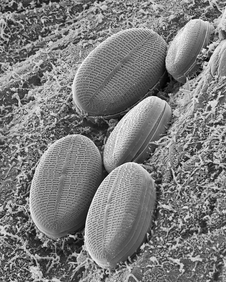 Fresh water pennate diatom, SEM