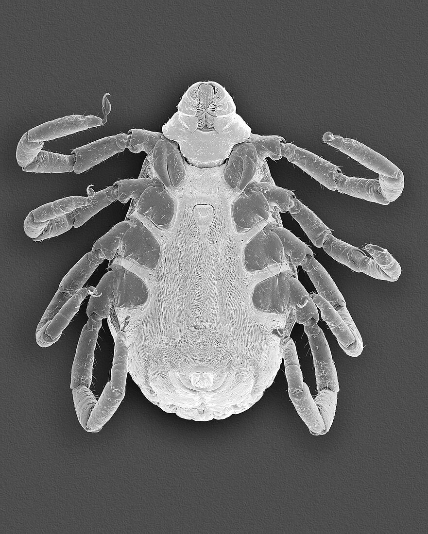 Brown dog tick (Rhipicephalus sanguineus), SEM