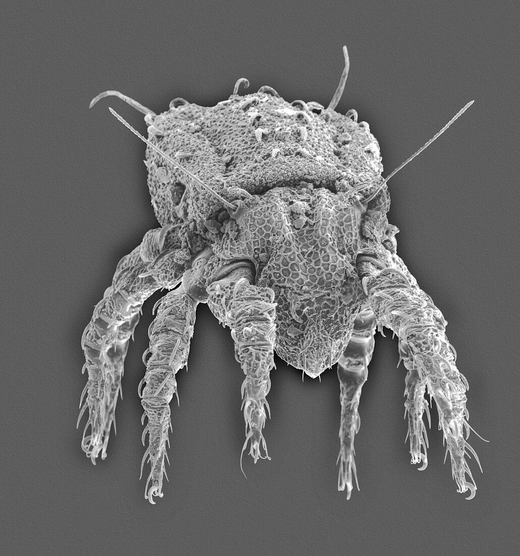 Soil mite (Northrus sp.), SEM