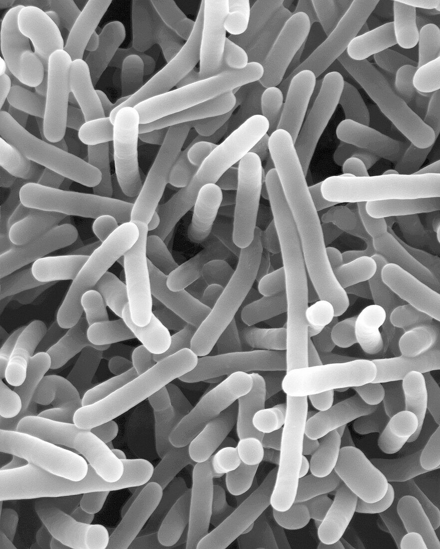 Listeria monocytogenes, bacterium, SEM