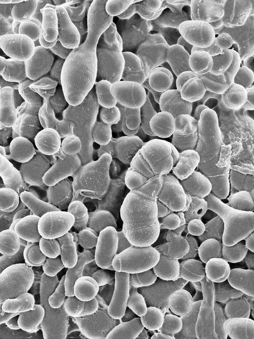 Microbacterium kitamiense, aerobic bacterium, SEM